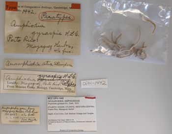 Media type: image;   Invertebrate Zoology OPH-1442 Description: Specimen labels;  Aspect: labels